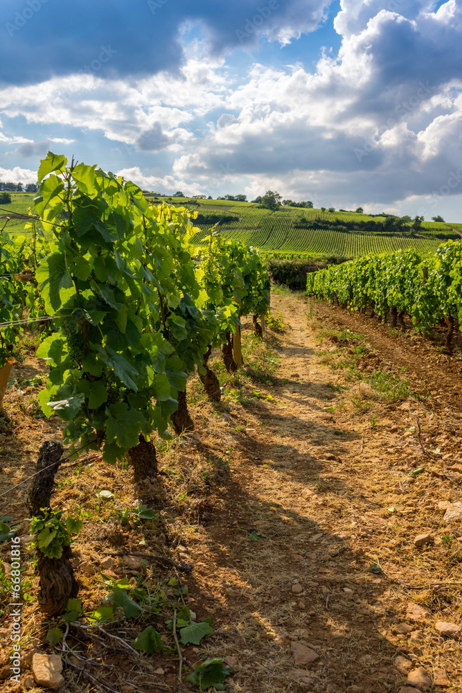 vignes de Bourgogne