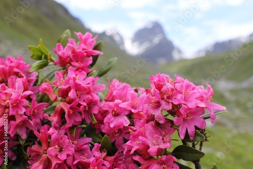 Alpenrose (Rhododendron hirsutum)