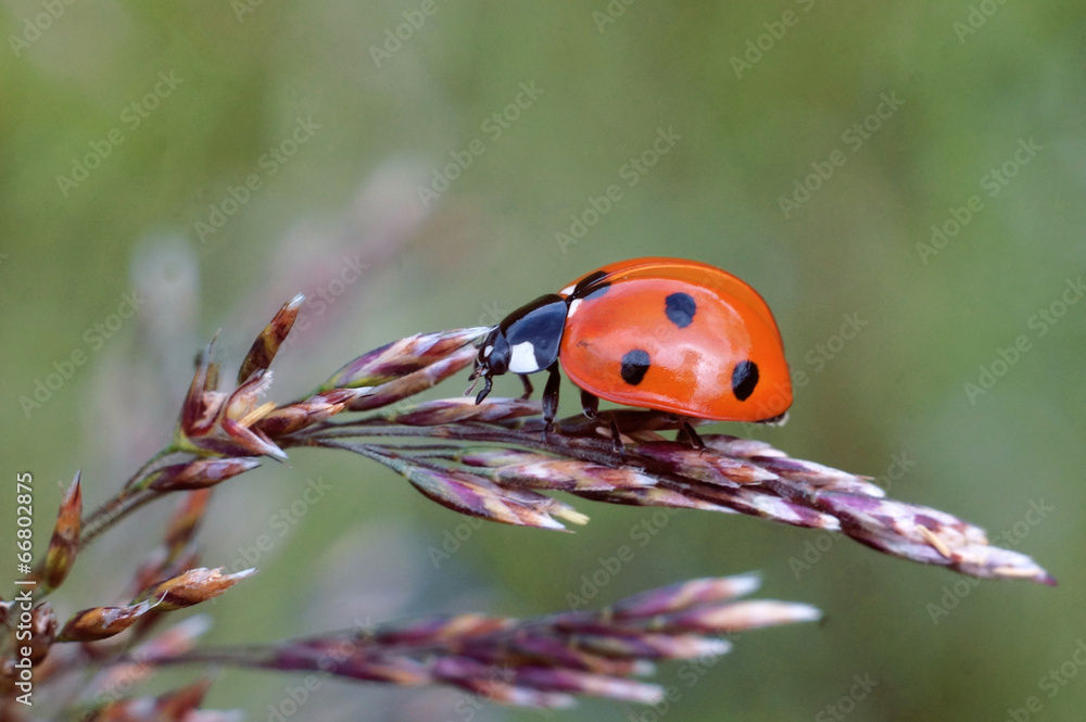 Fototapeta premium Ladybug on grass spikelet macro