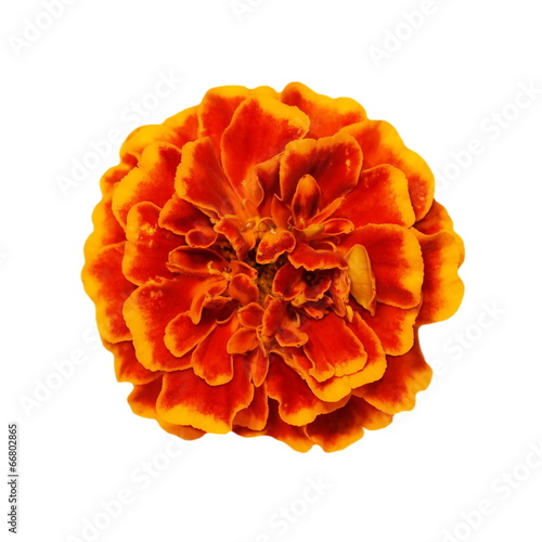 Orange yellow marigold flower isolated on white background