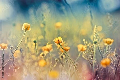 Beautiful nature - meadow flowers