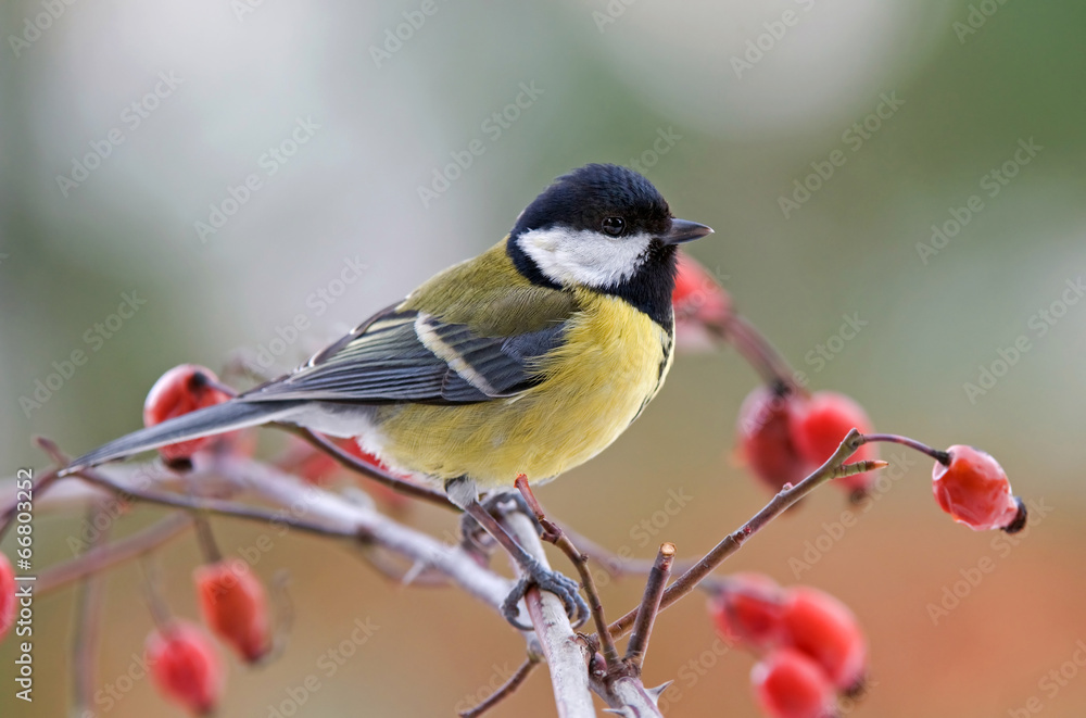 Obraz premium Great tit