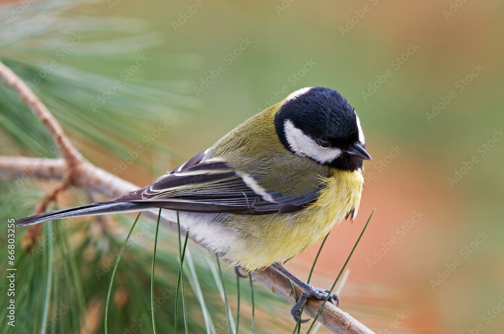 Fototapeta premium Great tit on a pine tree branch