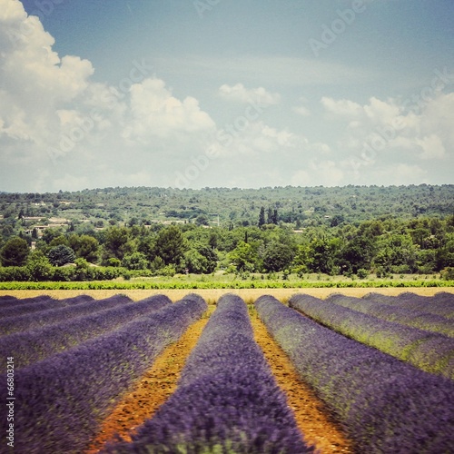 France lavendel