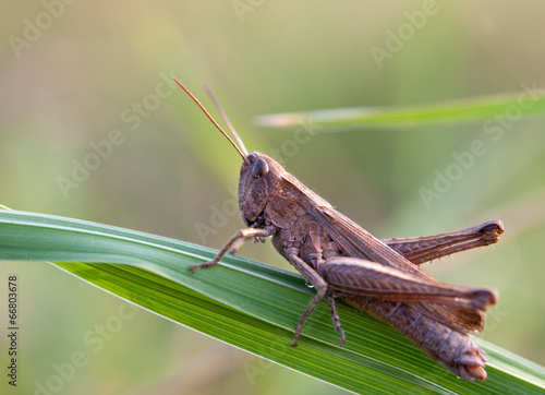 grasshopper on leaf © Perytskyy