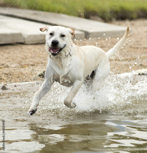 Labrador Retriever de sauter dans l'eau photo