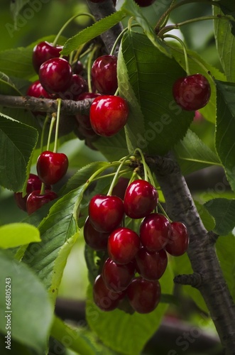 Red Cherry