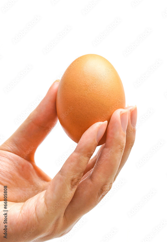 hand holding chicken egg on isolated background hand holding chicken egg on isolated background