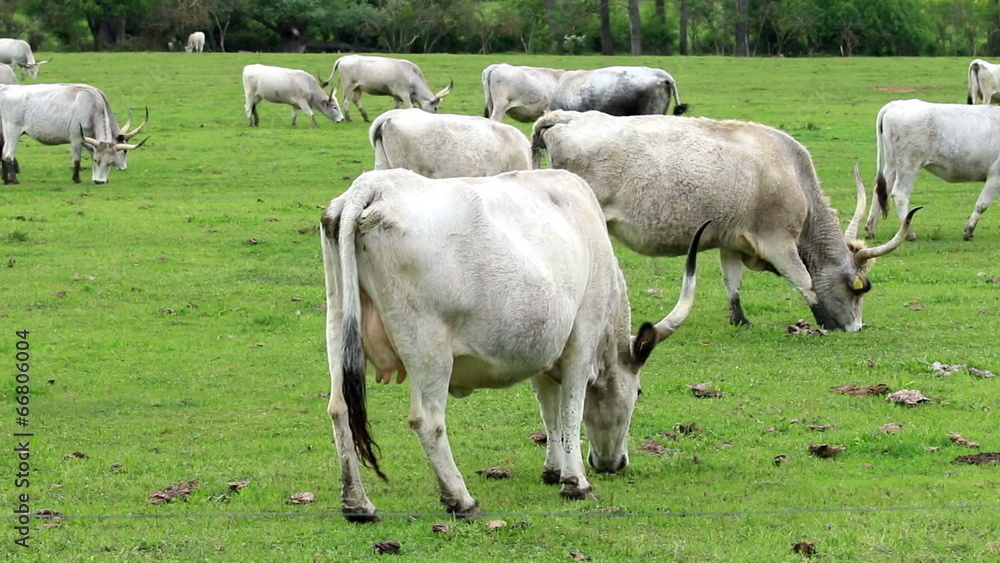 Beautiful hungarian grey cows in the field Beautiful hungarian grey cows in the field