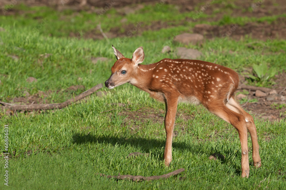White-Tailed Deer (Odocoileus virginianus) Fawn Stands White-Tailed Deer (Odocoileus virginianus) Fawn Stands