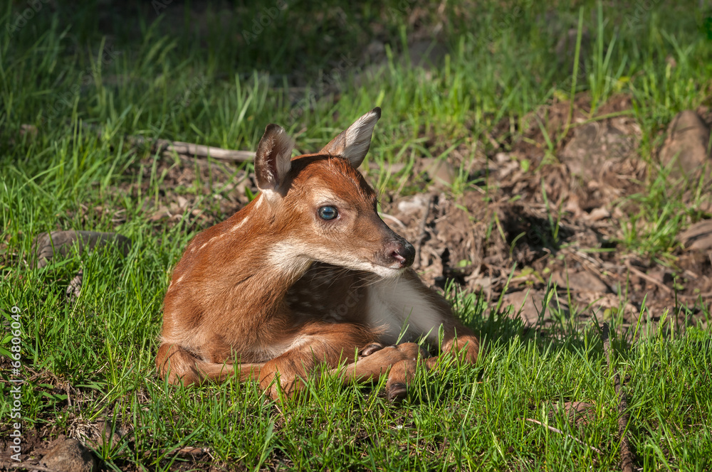 White-Tailed Deer (Odocoileus virginianus) Fawn White-Tailed Deer (Odocoileus virginianus) Fawn