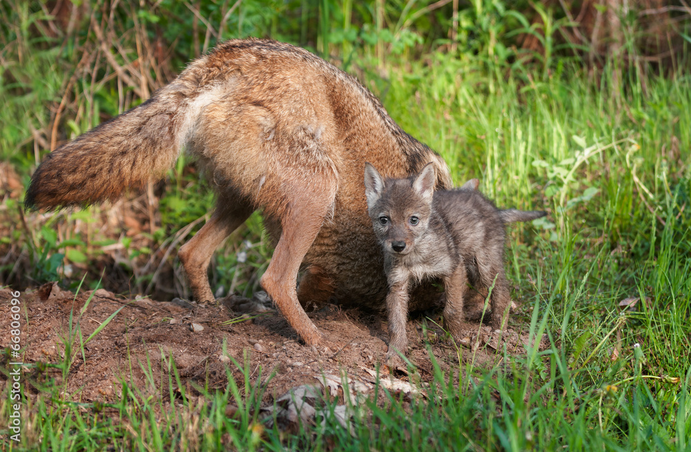 Coyote (Canis latrans) & Pup Outside Den Hole Coyote (Canis latrans) & Pup Outside Den Hole
