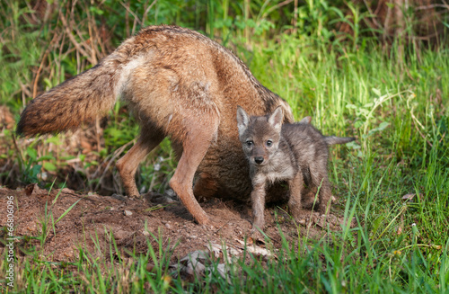 Coyote (Canis latrans) & Pup Outside Den Hole © hkuchera