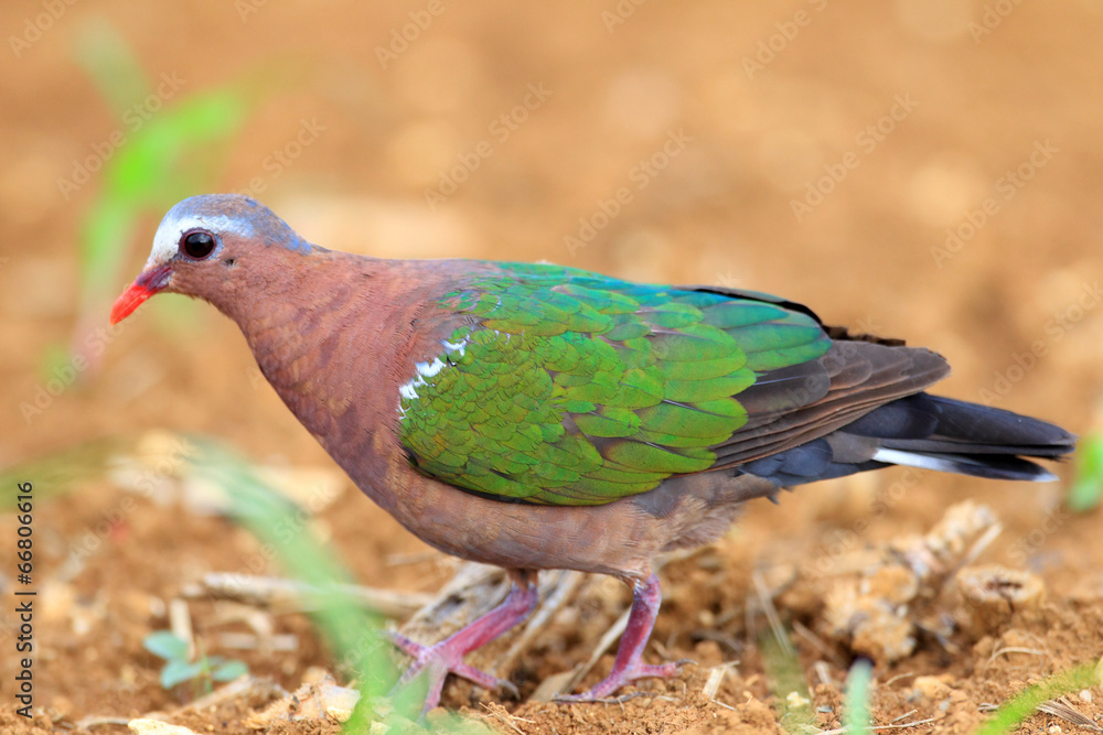 Emerald dove (Chalcophas indica) in Japan Emerald dove (Chalcophas indica) in Japan