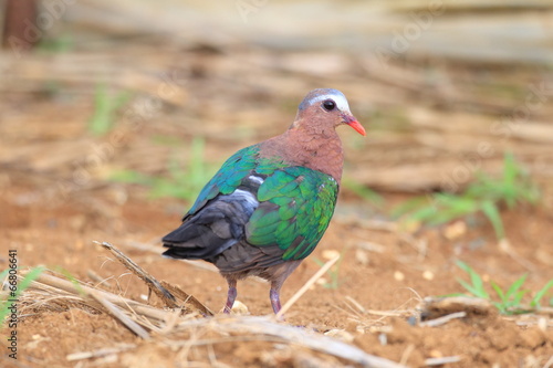 Emerald dove (Chalcophas indica) in Japan © feathercollector