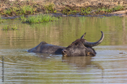 Water buffalos