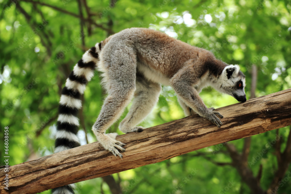 Fototapeta premium Ring-tailed lemur