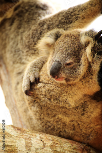Cute Koala on the tree