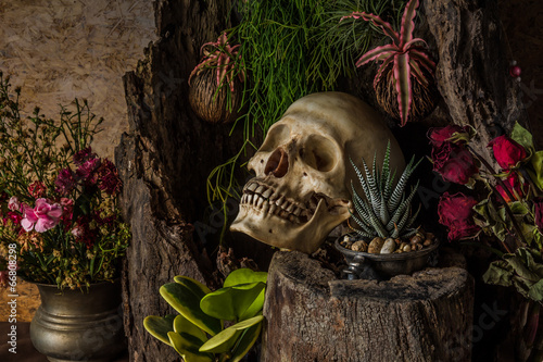 Still life with a human skull with desert plants, cactus, roses