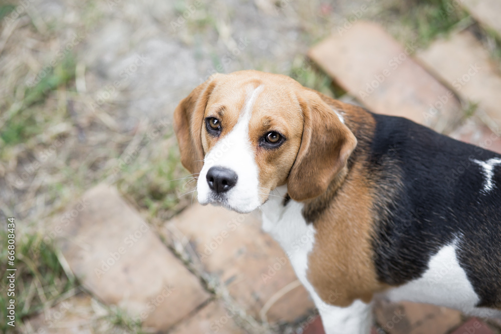 Beagle dog looking up