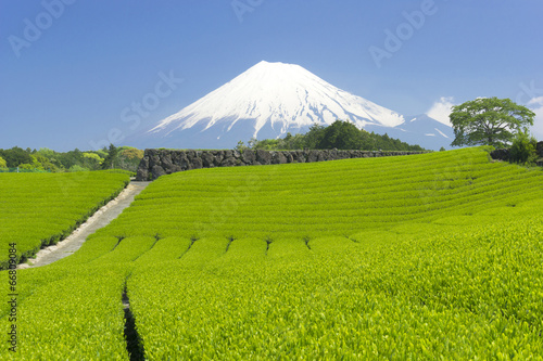 茶畑と富士山-1417