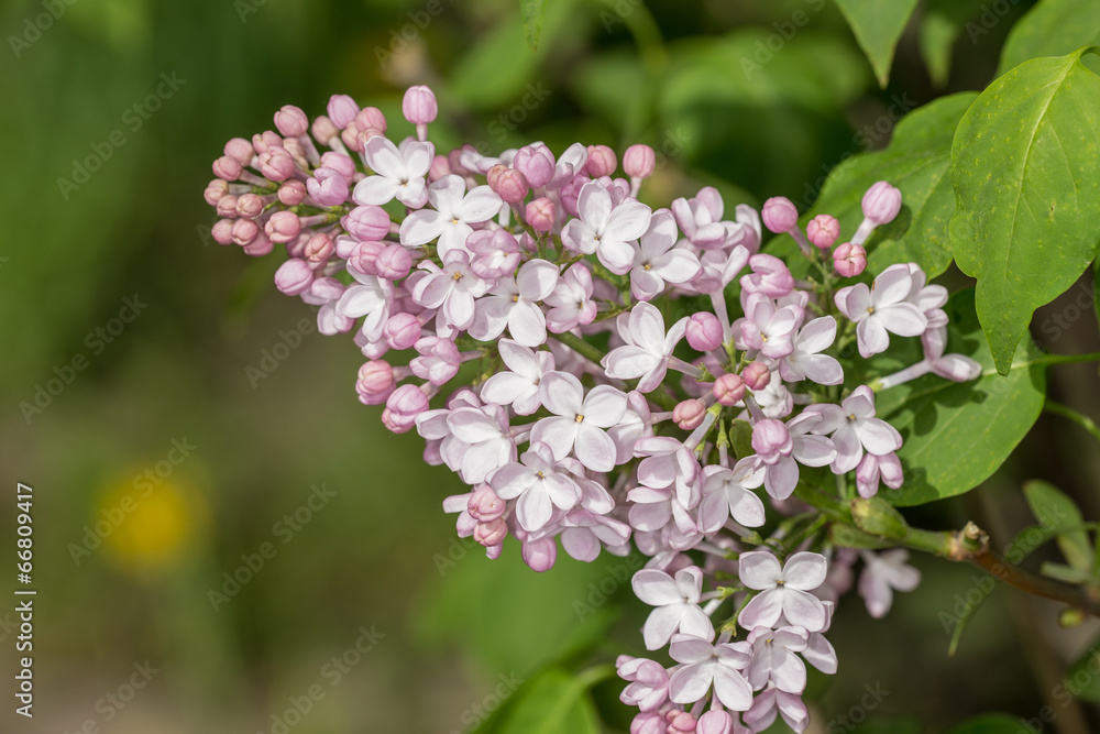 branch of lilac branch of lilac