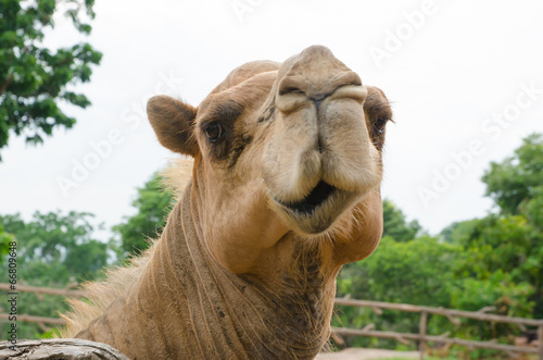 funny camel portrait.