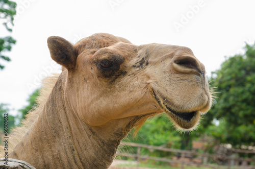 funny camel portrait.