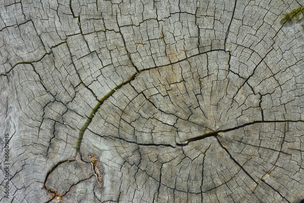 Fototapeta premium wood texture on a timber