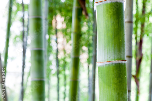 bamboo forest