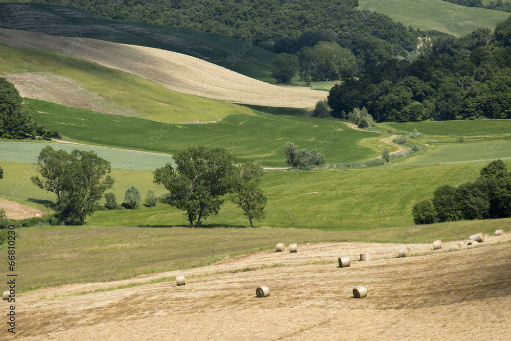 Obraz premium Chianti Landscape