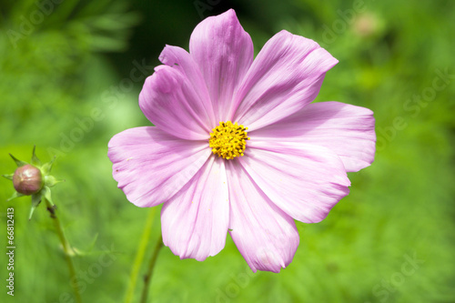Cosmea Blume in einem Garten