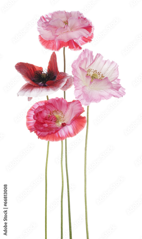 Fototapeta premium poppy