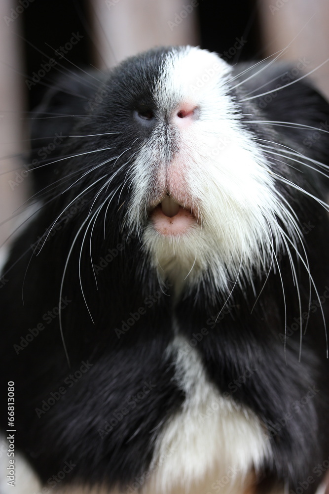 Black and White Guineapig