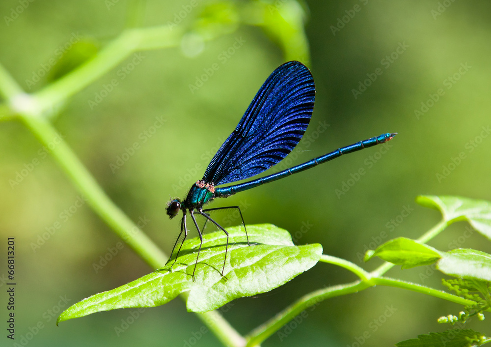 Damselfly on green plant with green background. Damselfly on green plant with green background.