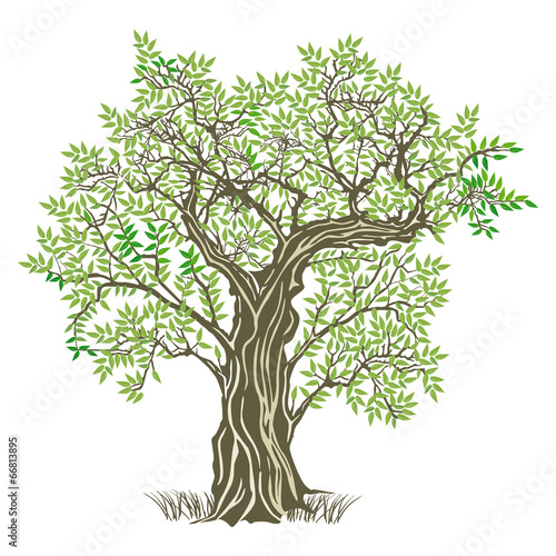 alter Olivenbaum