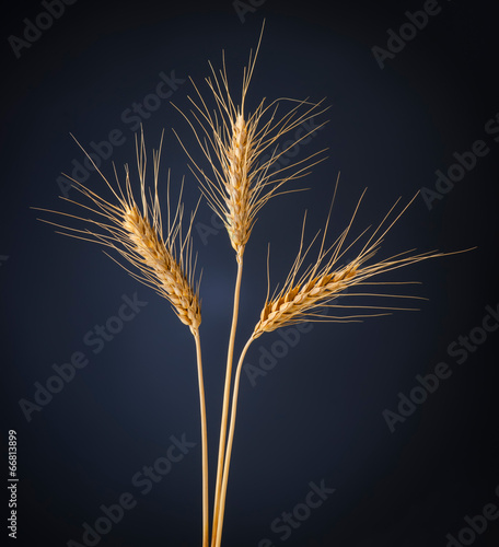 gold ears of wheat