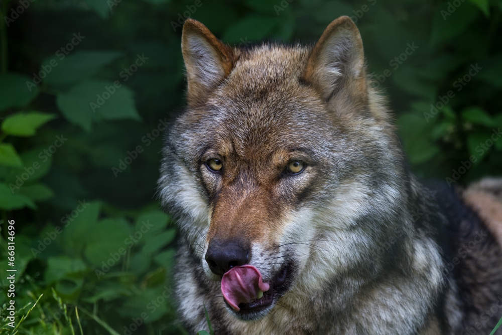 european grey wolf european grey wolf