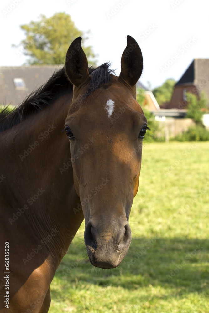 horse! horse!