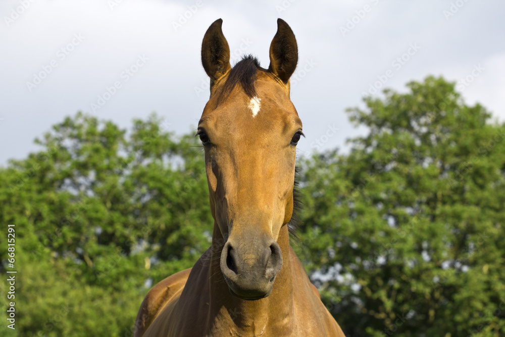 Fototapeta premium horse..