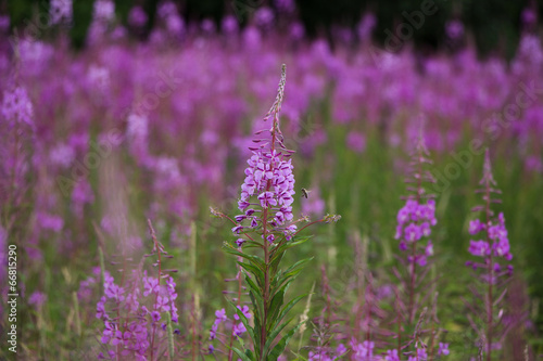 Schmalblättriges Weidenröschen mit Biene photo