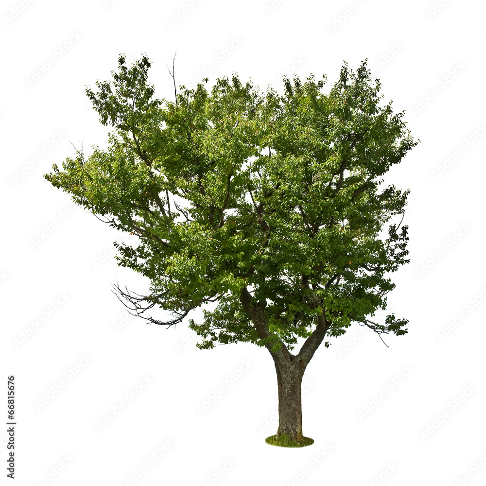 Obraz premium cherry tree