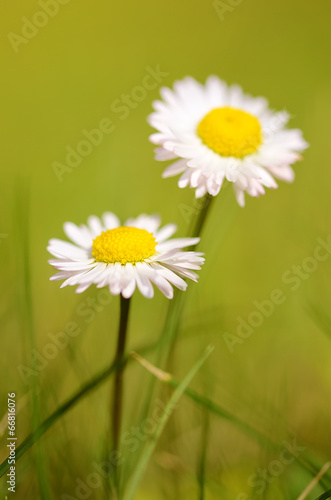 Fototapeta Naklejka Na Ścianę i Meble -  Closeup photo of daisy flowers