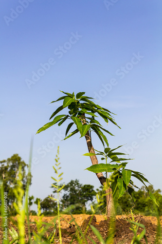 Low-angle trees growing Mango, which has a sky scene