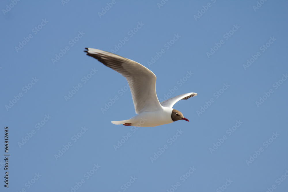 seagull on the beach seagull on the beach