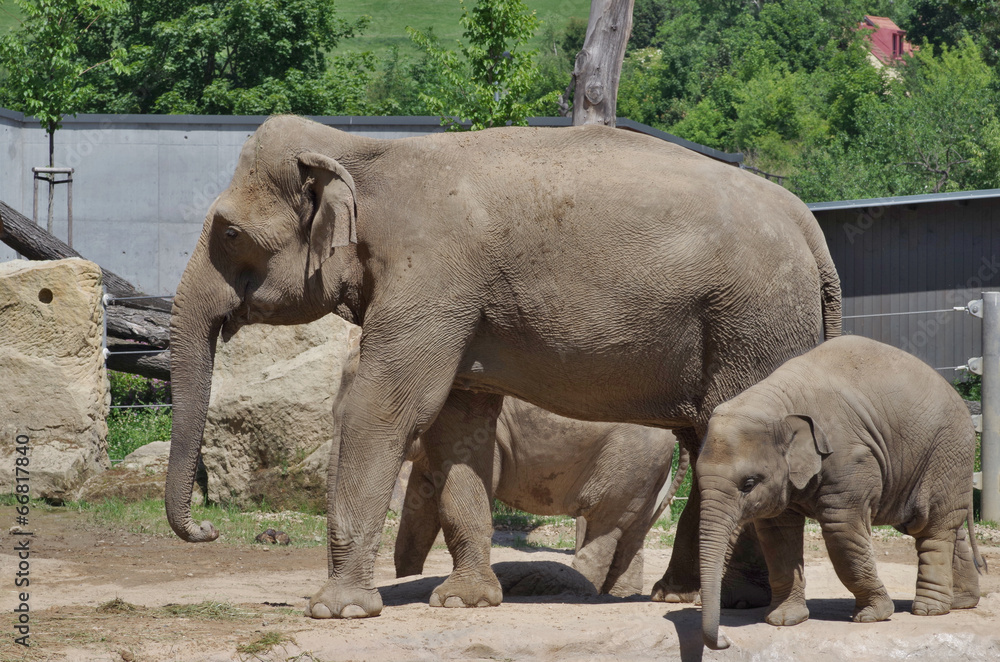 Fototapeta premium Elephant mom with baby