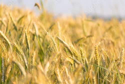 Golden wheat field © Gajus