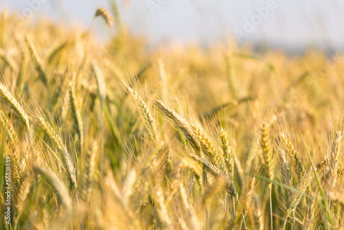 Wallpaper Mural Golden wheat field Torontodigital.ca