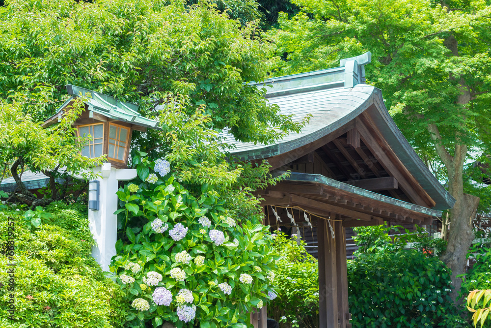 Fototapeta premium Hydrangea of Kamakura-gu Shrine