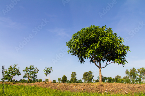 Agricultural planting mango trees on the ridge of the field